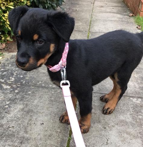 Female Rottweiler Puppy For Sale In Coventry West Midlands Gumtree