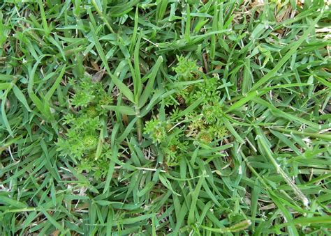 Broadleaf Weed Identification Guide Australia Myhometurf