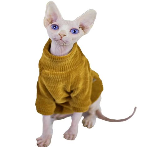 Cute Hairless Cat In Sweater