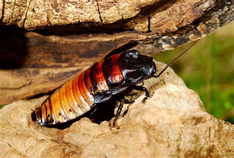 Madagascar Hissing Cockroach Facts Critterfacts