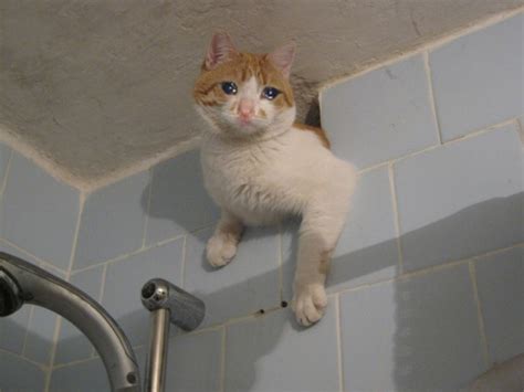 Stop Forcing Him To Watch You Shower R Sadcats