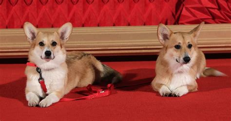 How Many Corgis Has The Queen
