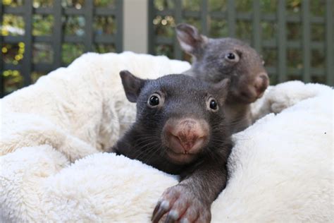 Help Us Build A Wombat And Kangaroo Enclosure Chuffed Non Profit