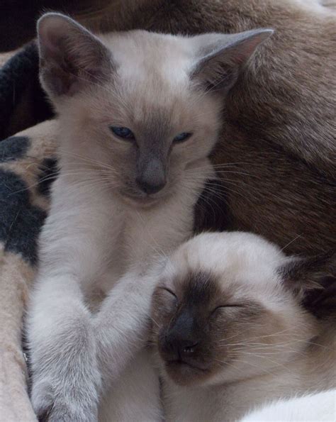 We have sold all of our christmas kittens and will have the next kittens ready after 01/20/21! PEDIGREE BLUE POINT FEMALE SIAMESE KITTEN | Wolverhampton ...