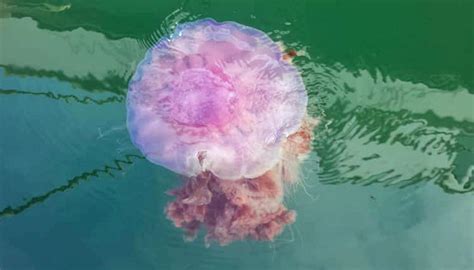 Swim Warning As Jellyfish Numbers Explode Along Aucklands Beaches
