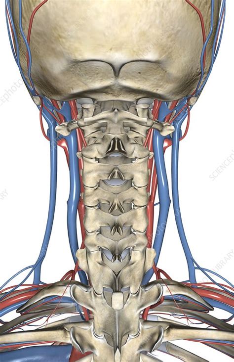 The Blood Vessels Of The Neck And Head Stock Image C0081942