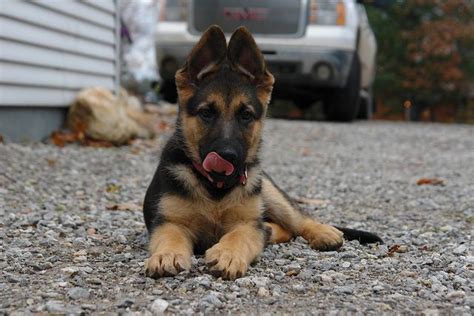 Black And Tan German Shepherd Akc German Shepherd Female Black And