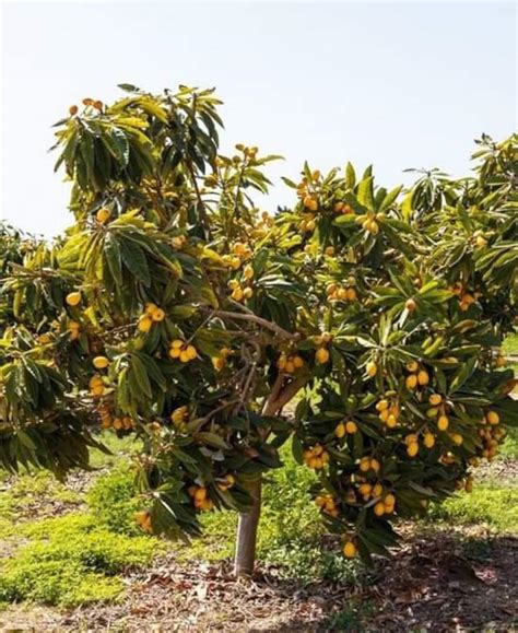 Sapodilla Loquat Live Fruit Tree Japanese Níspero 10 In To 2 Etsy