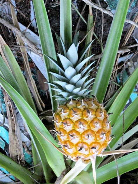 Grow Your Own Pineapple And Grill Some Too Growing Pineapple