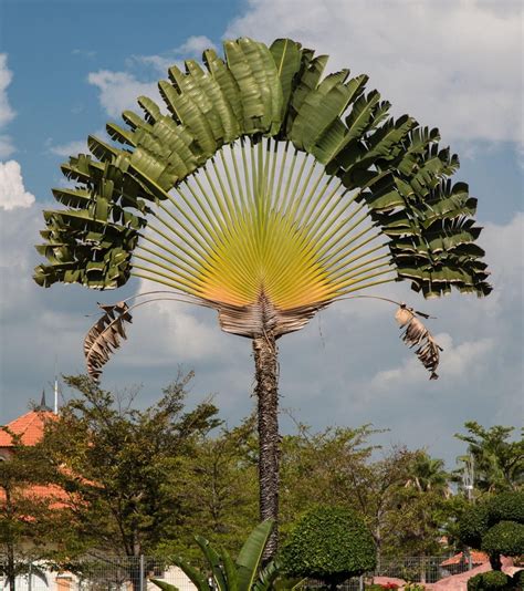 A Large Palm Tree With Lots Of Green Leaves On Its Top And Bottom