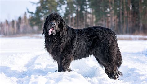 Fun Newfoundland Dog Facts For Kids