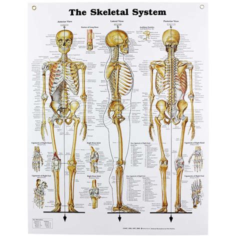 Human Bone Anatomy Skeleton System Structure Composition Facts