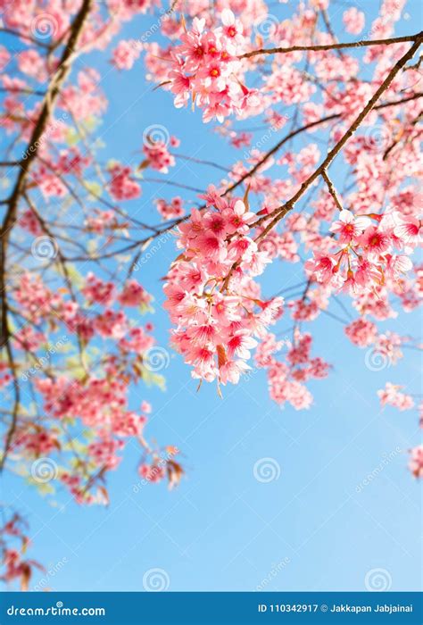 Beautiful Sakura Flower Cherry Blossom In Spring Stock Image Image