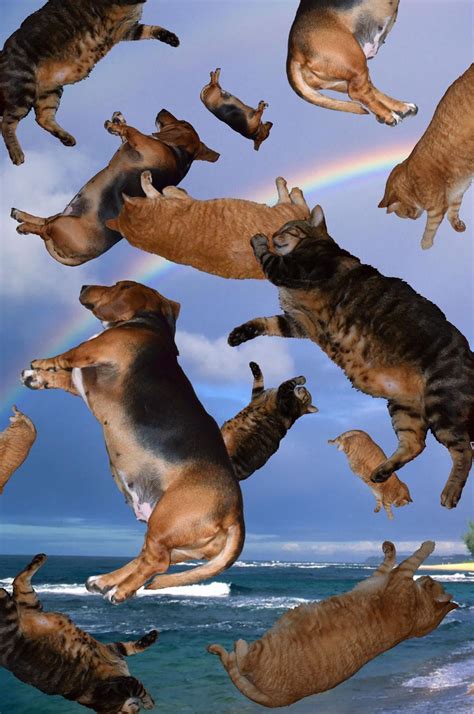 Raining Cats And Dogs Metaphor Funny Cats