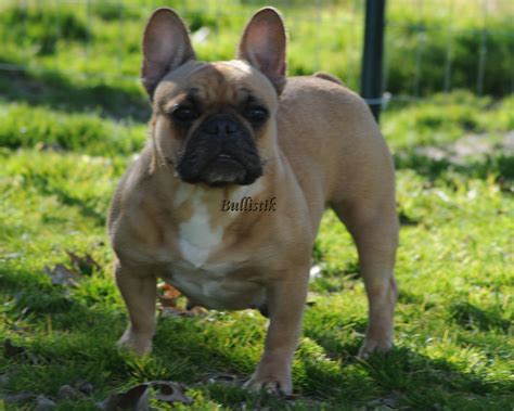 If you are interested in french bulldog clothes for men, aliexpress has found 150 related results, so you can compare and shop! Available Adults - Blue French Bulldogs by Bullistik