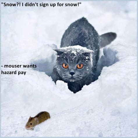 Lolcats Snow Lol At Funny Cat Memes Funny Cat