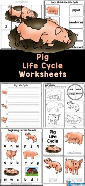 Pig Life Cycle Worksheets Free Homeschool Deals