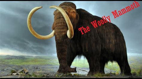 The Wooly Mammothcool Facts Youtube