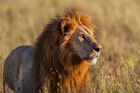 How To Help Wild Lions Like Cecil Mnn Mother Nature