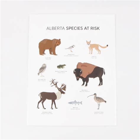 Alberta Species At Risk Print By Bess Callard Ram Shop