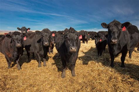 In Defense Of Cows Todd Klassy Photography