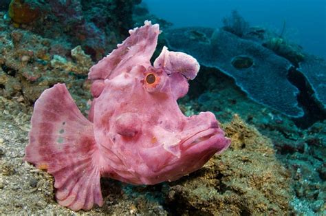 Under The Sea The Weird And Wonderful Creatures From The Bottom Of The