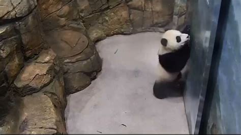 Adorable Video Of Giant Panda Cub Xiao Qi Ji Wins People Seen Viral