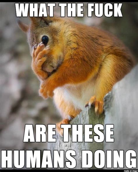 Introducing Second Hand Embarrassment Squirrel Meme Guy
