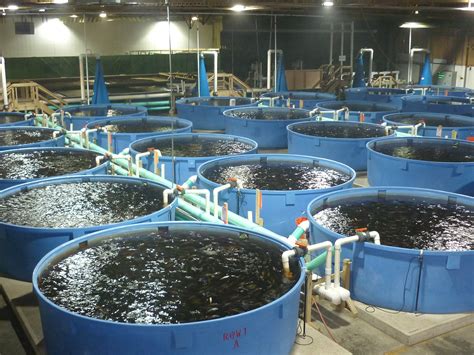 According to the fao, nile tilapia accounts for 44.7 per cent of the total freshwater aquaculture production in malaysia, followed by. FISH FARMING AND PROCESSING BUSINESS PLAN IN NIGERIA