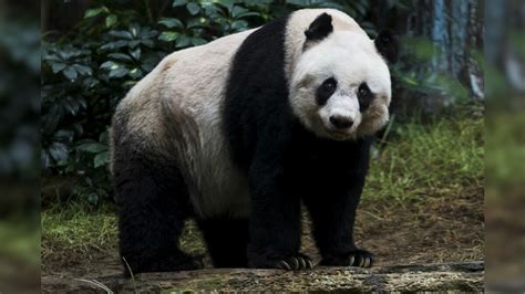 Worlds Oldest Panda In Captivity Given Euthanasia