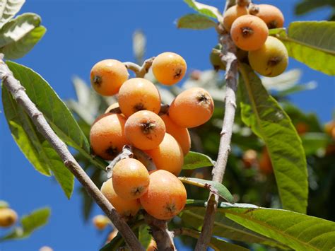 Fruit Of The Season How To Pick And Eat Loquats Or Nisperos Or Pípa