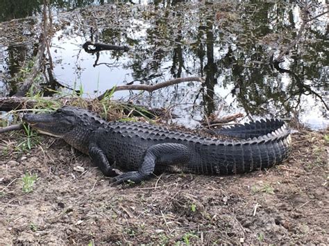 Where To See Alligators In Florida The Best Everglades Spots And More