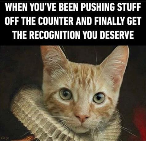 Cool Cat Meme By Damusicgamer Memedroid