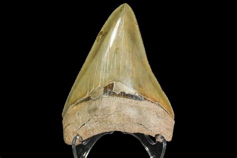 Serrated 410 Fossil Megalodon Tooth Georgia For Sale 142354