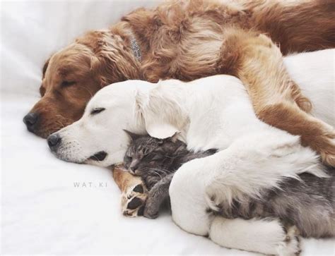 These Two Dogs And A Cat Love To Hug And Nap Together