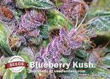 Blueberry Marijuana Seeds Pictures