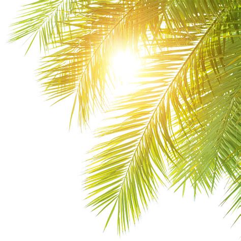 Royalty Free Palm Tree Border Pictures Images And Stock Photos Istock