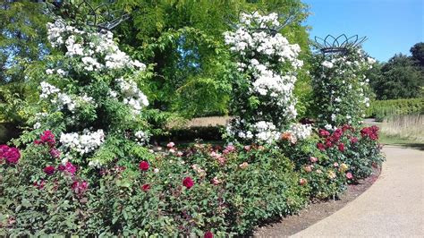 Our Bowes Lyon Rose Garden Is In Full Rhs Garden Wisley Facebook