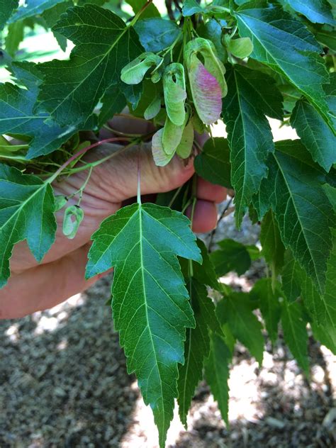 The large lobed leaves can reach 16 inches across and indoors the paper plant can stretch to 6 feet tall. Trees of Santa Cruz County: Acer ginnala - Amur Maple