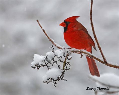 8″x10″ Northern Cardinal In Snow Tamarack Wildlife Center