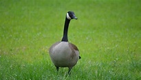 Female Goose: All You Need To Know (With Pictures)