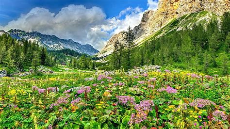 Hd Wallpaper Spring Landscape Green Grass Yellow Flowers Mountain