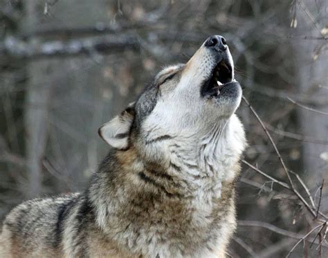 Wolf Biology And Behavior International Wolf Center