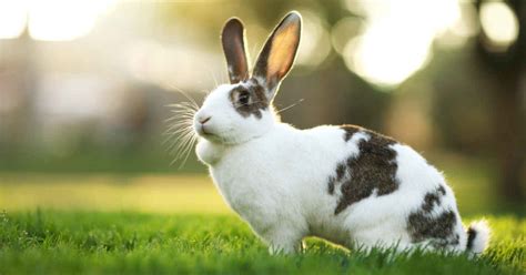 advice on rabbit care rabbit care tips walkerville vet