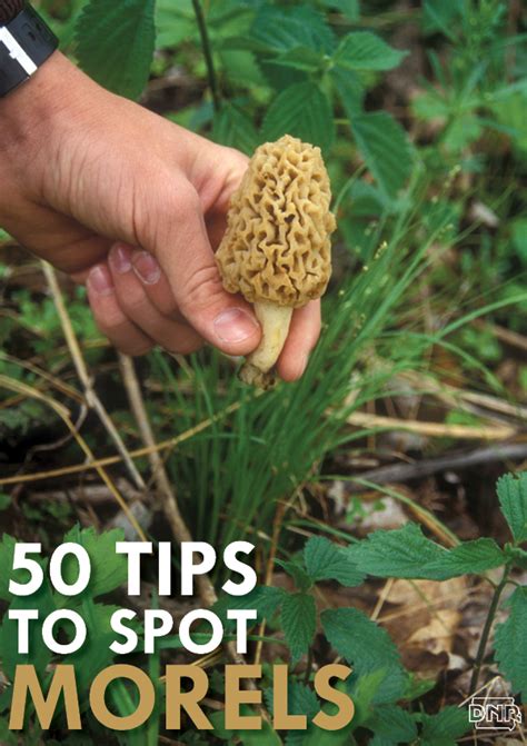 50 Tips To Spot Morels Dnr News Releases