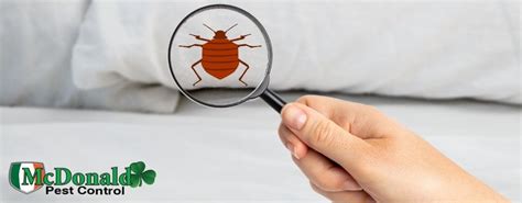 Bed Bug Infestation The Ultimate Guide To Dealing With Bed Bugs