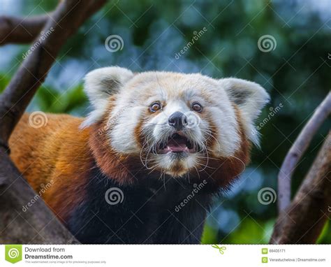 Red Panda Ailurus Fulgens Stock Image Image Of Resting Animal