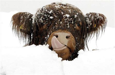 Tasty Snow Snow Animals Baby Highland Cow Highland Cow