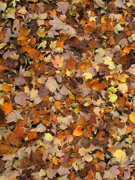 Autumn Forest Floor Stock Photo Image Of Orange Botany 81510820