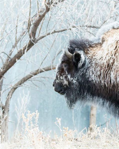 Snowy Buffalo Animal Kindom Animals Beautiful Bison Photo